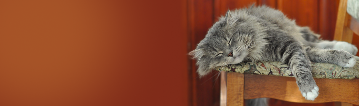 Sleeping cat in the Love Michi cat resources search banner
