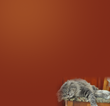 Sleeping cat in the Love Michi cat resources search banner