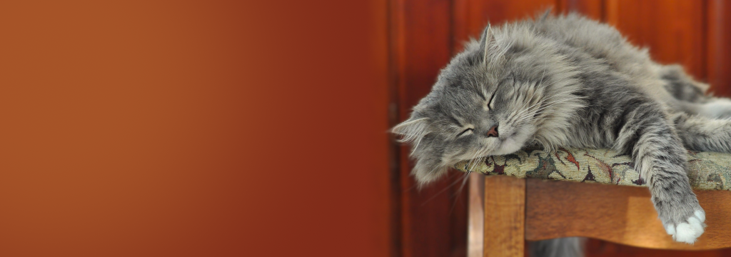 Sleeping cat in the Love Michi cat resources search banner